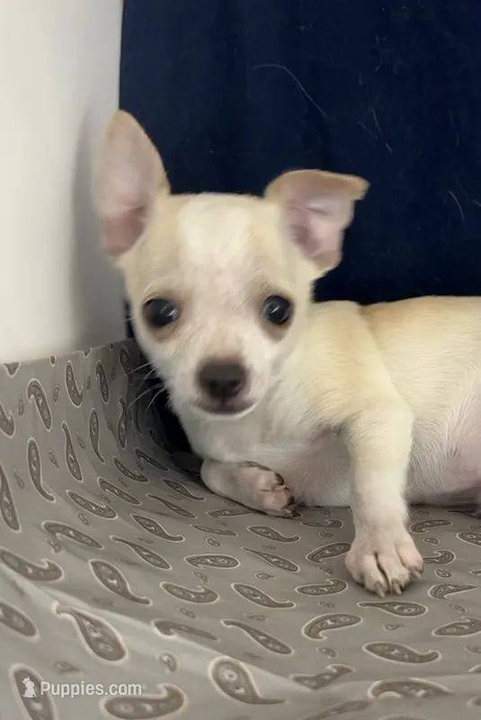 Mister personality 🥎 – Chihuahua puppy for sale in Mulberry, FL