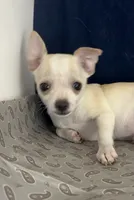 Mister personality 🥎P, a male Chihuahua for sale in Mulberry, FL – 2 of 5