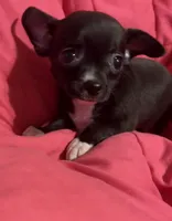 Meeka’s  girl 🌸, a female Chihuahua for sale in Mulberry, FL – 7 of 7