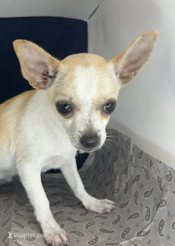 Elinor boy 💙💙 – Chihuahua puppy for sale in Mulberry, FL