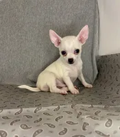 Elinor boy 💙💙, a male Chihuahua for sale in Mulberry, FL – 4 of 4