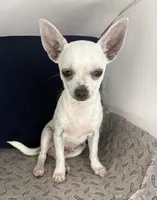 Pippin Boy🧢, a male Chihuahua for sale in Mulberry, FL – 2 of 4