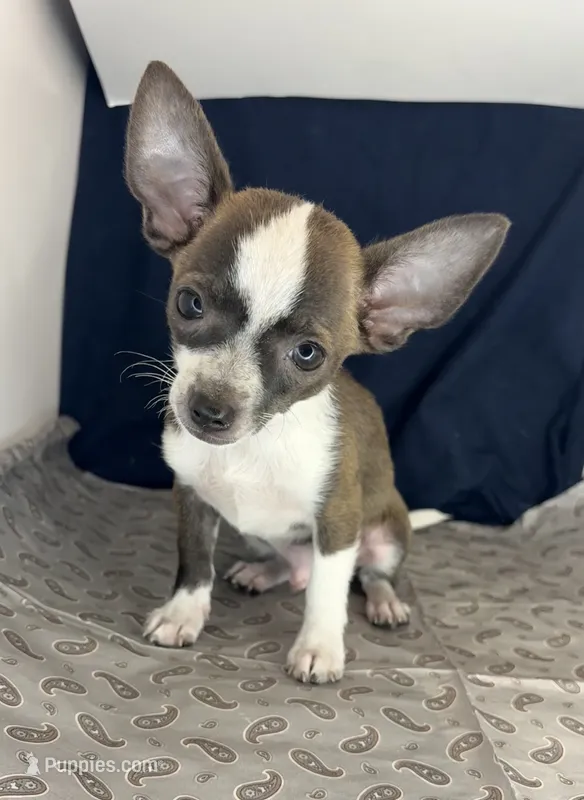 Baby boy 🥎🥎 – Chihuahua puppy for sale in Mulberry, FL