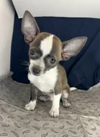 Baby boy 🥎P, a male Chihuahua for sale in Mulberry, FL – 1 of 6