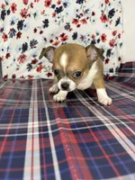 Pippins girl🌸, a female Chihuahua for sale in Mulberry, FL – 3 of 5