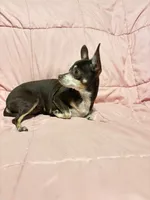 Alice , a female Chihuahua for sale in Mulberry, FL – 5 of 5