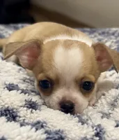 Eloise Boy 🏀, a male Chihuahua for sale in Mulberry, FL – 5 of 9