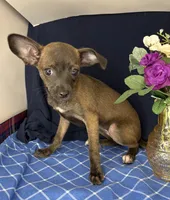 Alice’s girl 🌼, a female Chihuahua for sale in Mulberry, FL – 2 of 4