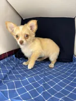 Noel’s fawn LC, a male Chihuahua for sale in Mulberry, FL – 2 of 4
