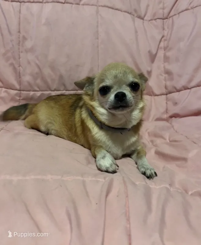 Taylor age 6 – Chihuahua puppy for sale in Mulberry, FL