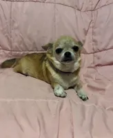 Taylor age 6, a female Chihuahua for sale in Mulberry, FL – 1 of 4
