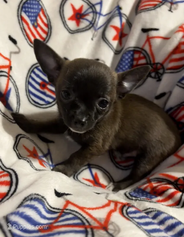 Meeka’s boy🦋 – Chihuahua puppy for sale in Mulberry, FL