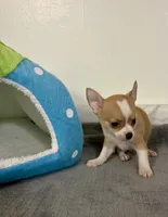 Petunia‘s boy⚾️, a male Chihuahua for sale in Mulberry, FL – 5 of 6