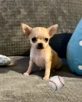 Bears boy , a male Chihuahua for sale in Mulberry, FL – 4 of 7