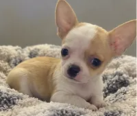 Eloise  Boy 🏀🏀, a male Chihuahua for sale in Mulberry, FL – 8 of 10