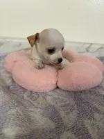 Petunia Girl💕, a female Chihuahua for sale in Mulberry, FL – 4 of 5