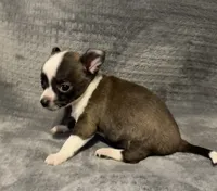 Baby boy 🥎🥎, a male Chihuahua for sale in Mulberry, FL – 7 of 7