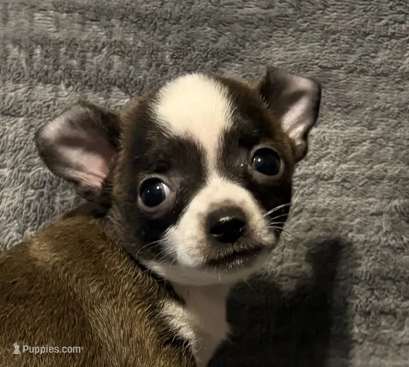 Baby boy 🥎🥎 – Chihuahua puppy for sale in Mulberry, FL
