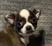 Baby boy 🥎🥎, a male Chihuahua for sale in Mulberry, FL – 1 of 7