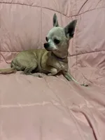 Beautiful Maisie, a female Chihuahua for sale in Mulberry, FL – 2 of 5