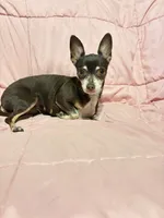 Alice , a female Chihuahua for sale in Mulberry, FL – 1 of 5