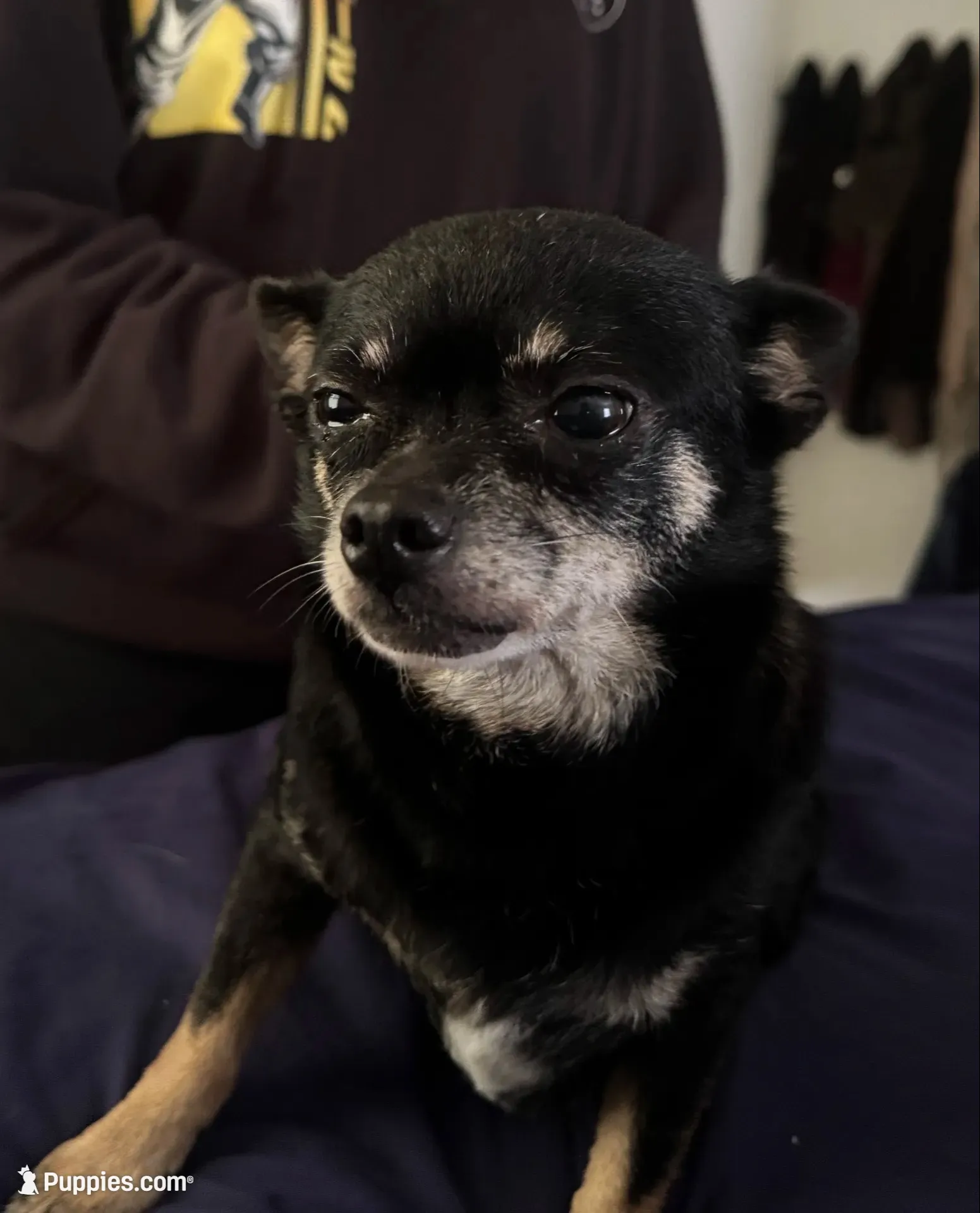 Emma 💕, a female Chihuahua for sale in Mulberry, FL – 1 of 1