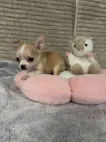 Bears pretty girl 👠, a female Chihuahua for sale in Mulberry, FL – 3 of 6