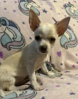 Pippins girl 🌸, a female Chihuahua for sale in Mulberry, FL – 2 of 4