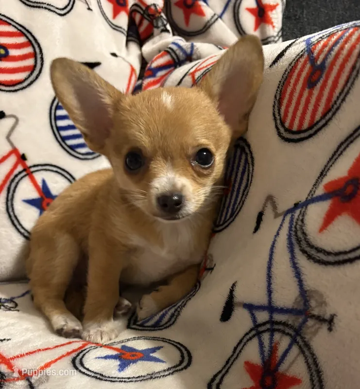 Alice’s boy 🦕 – Chihuahua puppy for sale in Mulberry, FL