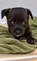 Alice’s Boy🏀, a male Chihuahua for sale in Mulberry, FL – 4 of 9