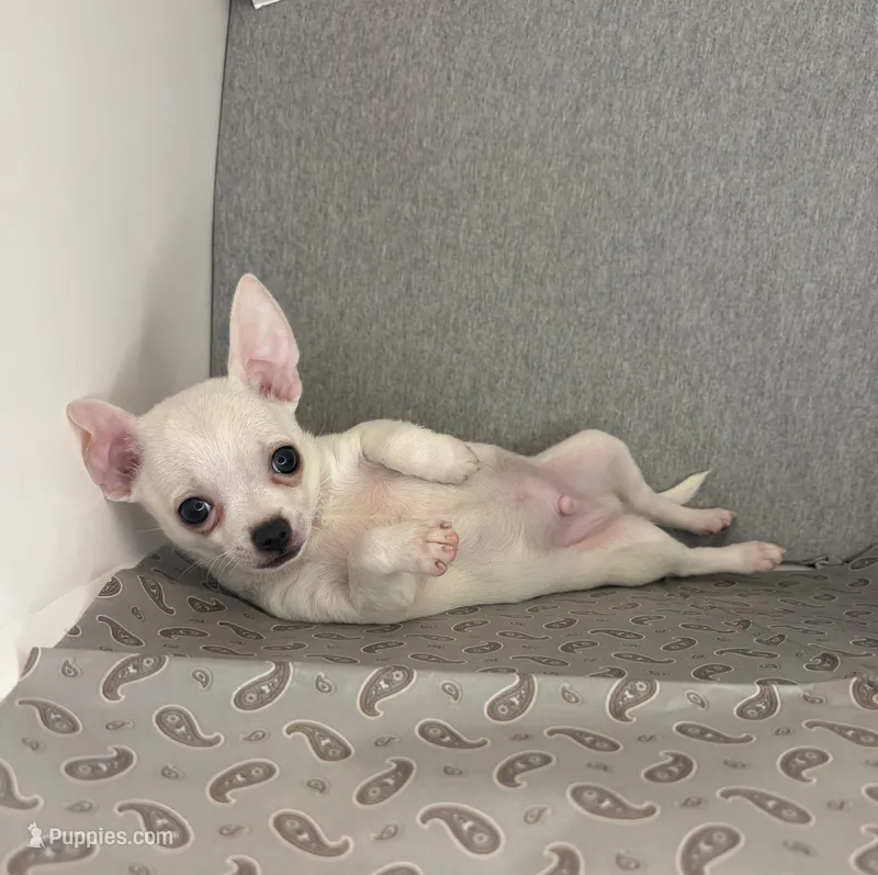 Elinor boy 💙💙 – Chihuahua puppy for sale in Mulberry, FL