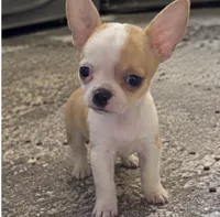Eloise  Boy 🏀🏀, a male Chihuahua for sale in Mulberry, FL – 7 of 10