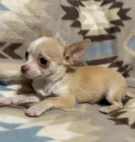 Cute boy, a male Chihuahua for sale in Mulberry, FL – Photo 3 of 4