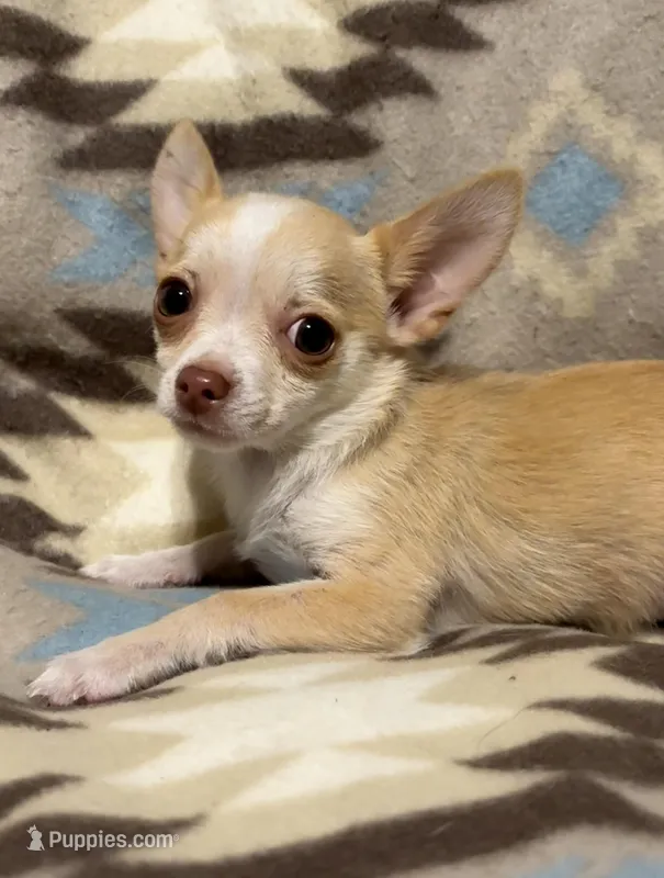 Cute boy – Chihuahua puppy for sale in Mulberry, FL