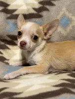 Cute boy, a male Chihuahua for sale in Mulberry, FL – Photo 1 of 4