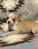 Cute boy, a male Chihuahua for sale in Mulberry, FL – Photo 2 of 4