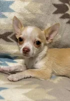 Cute boy, a male Chihuahua for sale in Mulberry, FL – Photo 4 of 4