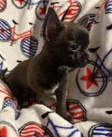 Meeka’s boy🦋, a male Chihuahua for sale in Mulberry, FL – 6 of 6