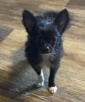 Remi Boy ⚽️, a male Chihuahua for sale in Mulberry, FL – Photo 2 of 3