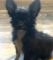 Remi Boy ⚽️, a male Chihuahua for sale in Mulberry, FL – Photo 1 of 3