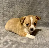 Mister personality 🥎, a male Chihuahua for sale in Mulberry, FL – 5 of 6