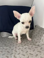 Pippin Boy🧢, a male Chihuahua for sale in Mulberry, FL – 3 of 10