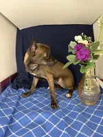 Alice’s girl 🌼, a female Chihuahua for sale in Mulberry, FL – 4 of 4