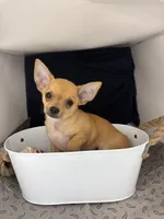 Petunia‘s boy⚾️⚾️, a male Chihuahua for sale in Mulberry, FL – 1 of 8