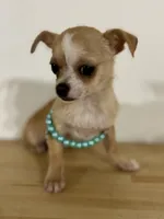 Elinor girl 🩷, a female Chihuahua for sale in Mulberry, FL – Photo 3 of 4