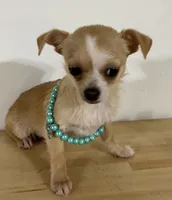 Elinor girl 🩷, a female Chihuahua for sale in Mulberry, FL – Photo 1 of 4