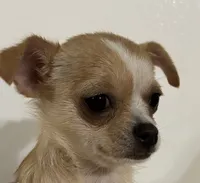 Elinor girl 🩷, a female Chihuahua for sale in Mulberry, FL – Photo 2 of 4