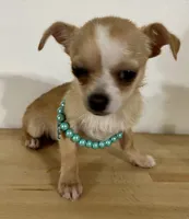 Elinor girl 🩷, a female Chihuahua for sale in Mulberry, FL – Photo 4 of 4