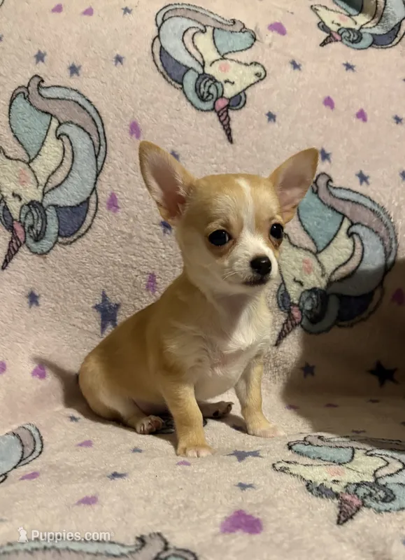 Meeka’s fawn 💕 – Chihuahua puppy for sale in Mulberry, FL