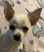 Pippins girl 🌸, a female Chihuahua for sale in Mulberry, FL – 3 of 4